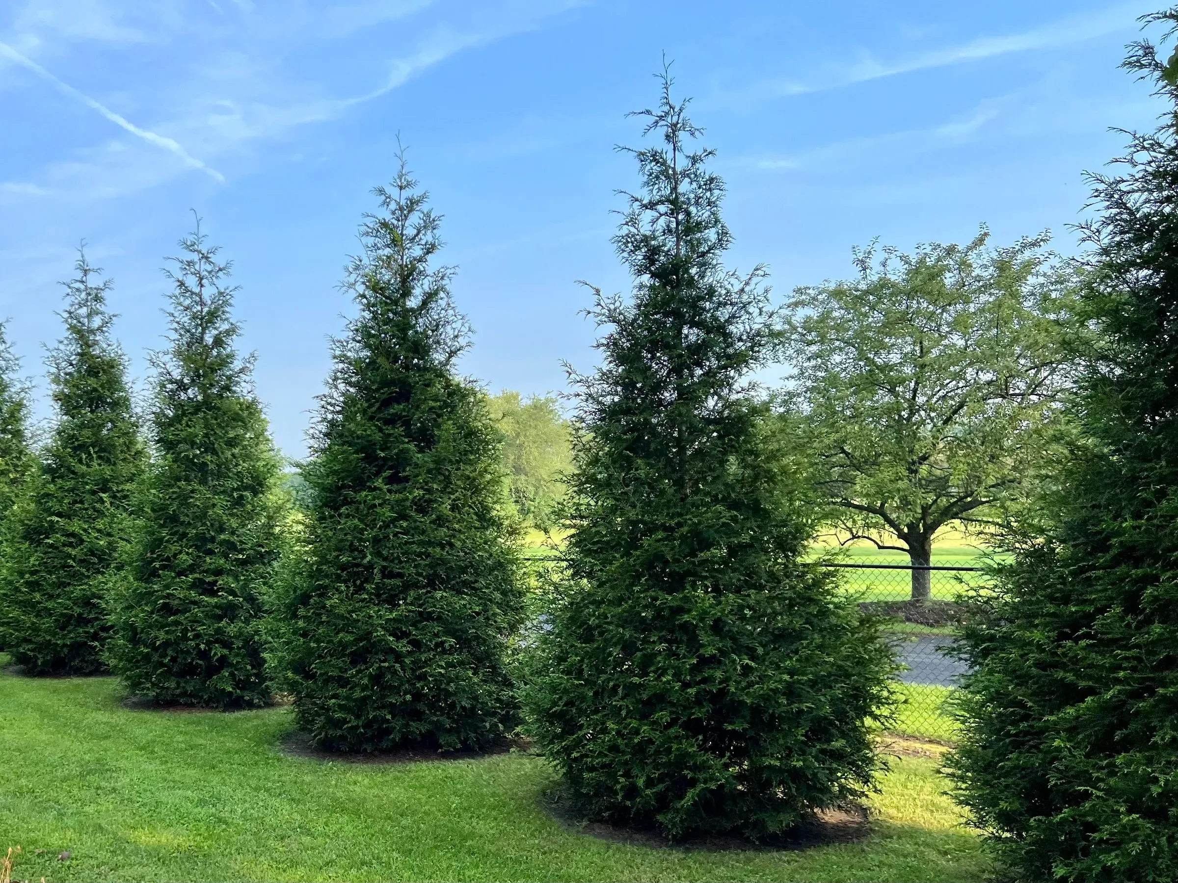 arborvitae