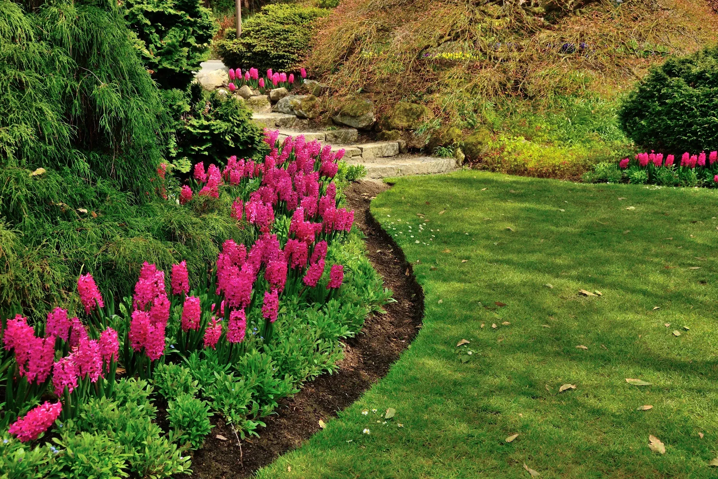 hyacinth-border