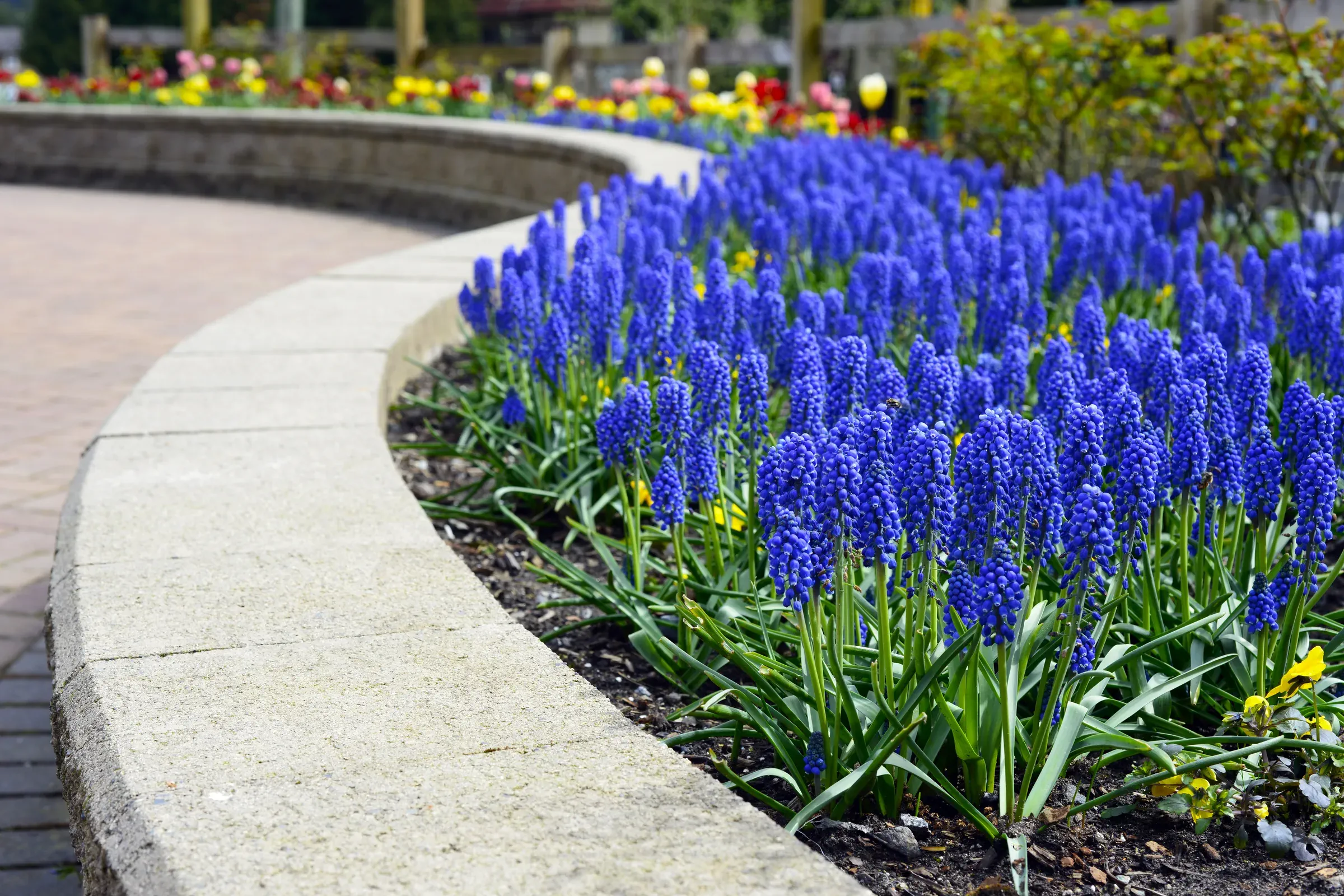 hyacinth-tulips-100781656