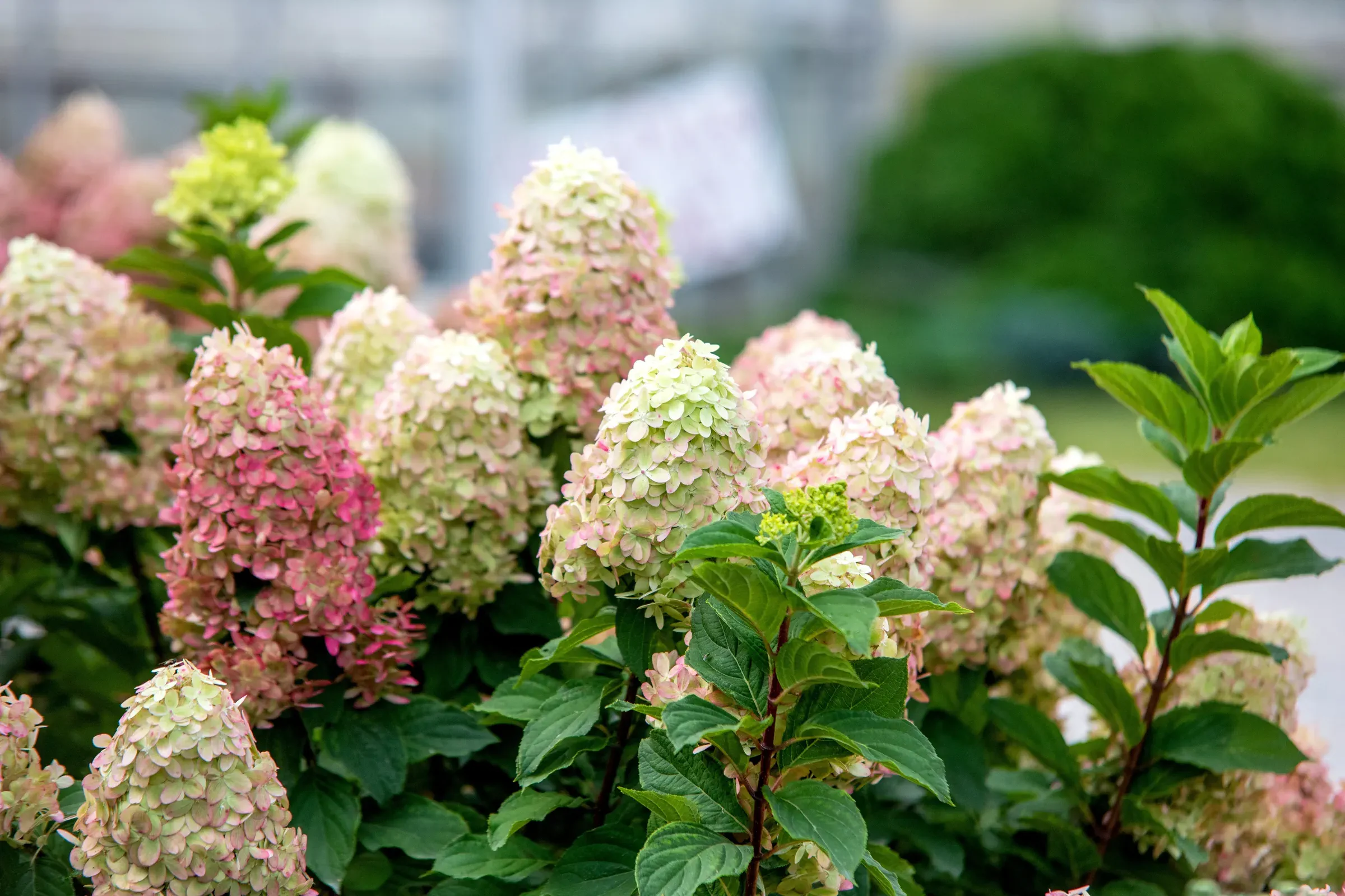 hydrangea