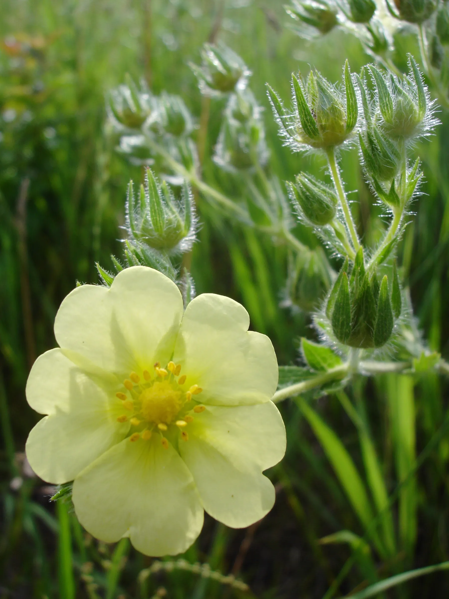 Sulphur cinquefoil, Potentilla recta, flower glowing in a mid-summer meadow.